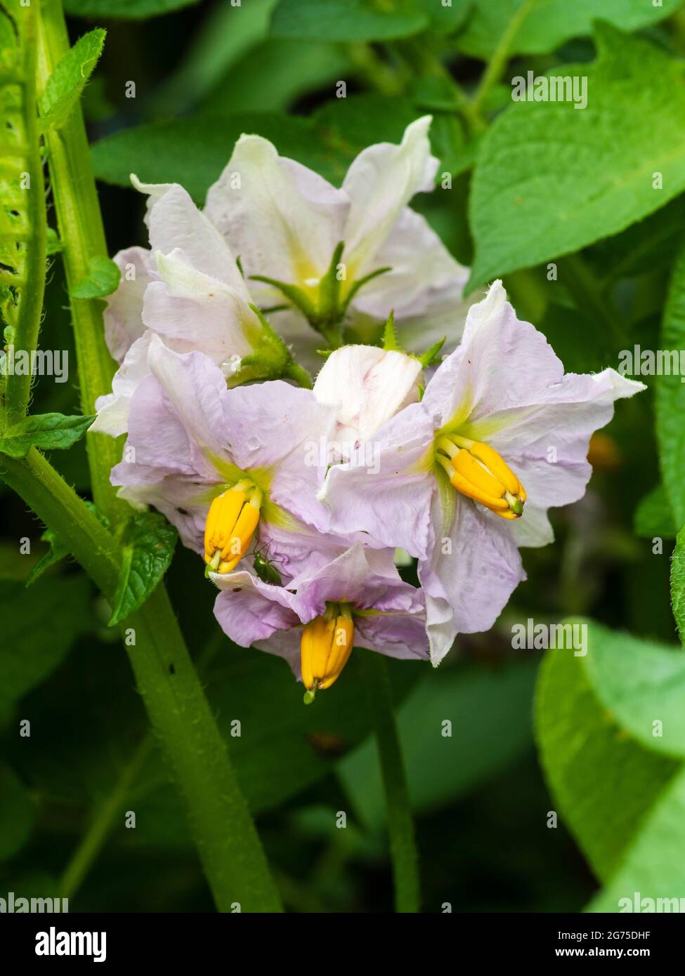 Delicato lilla, fiori gialli e bianchi di patate biologiche coltivate in contenitori, Solanum tuberosum "Charlotte" Foto Stock