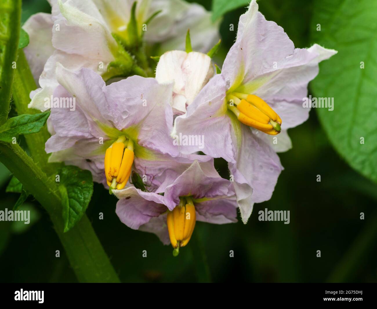 Delicato lilla, fiori gialli e bianchi di patate biologiche coltivate in contenitori, Solanum tuberosum "Charlotte" Foto Stock