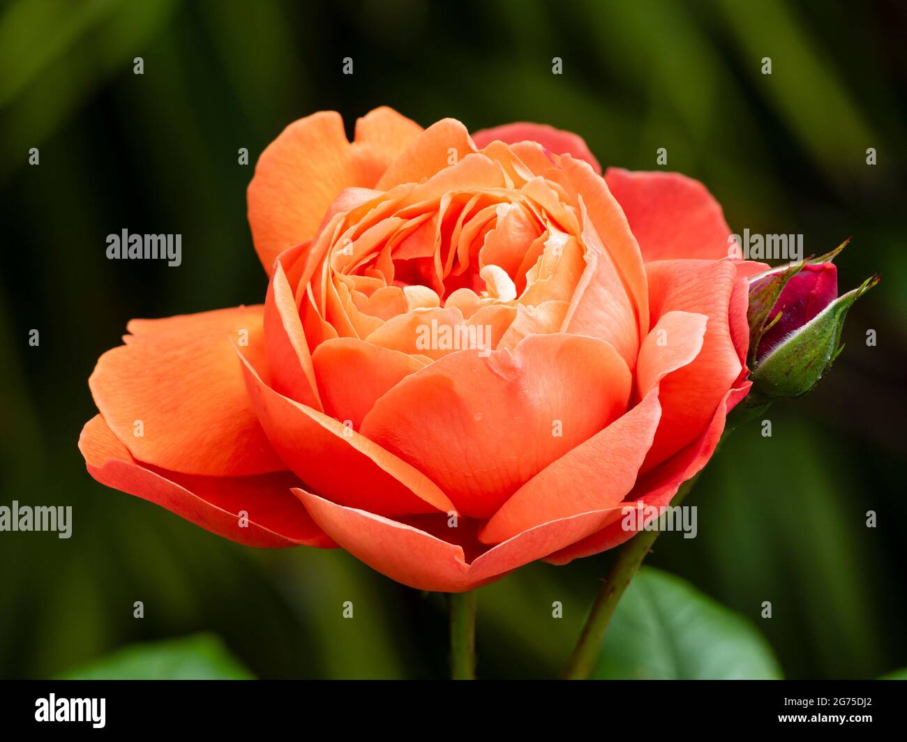 Arancio rosso fiore della profumata rosa arbusto inglese David Austin, Rosa 'Song Mmer' Foto Stock