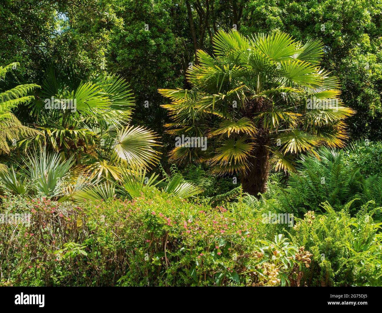 Trachycarpus Fortunei, la palma ardita dei fan di Chusan, che cresce nel giardino dell del parco di campagna del Monte Edgcumbe, Cornovaglia, Regno Unito Foto Stock