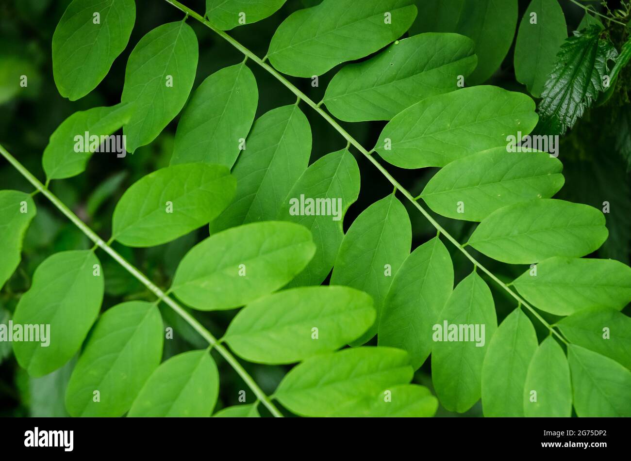 Robinia pseudoacacia, conosciuta come locusta nera, primo piano di foglie verdi in una foresta in Germania, Europa Foto Stock