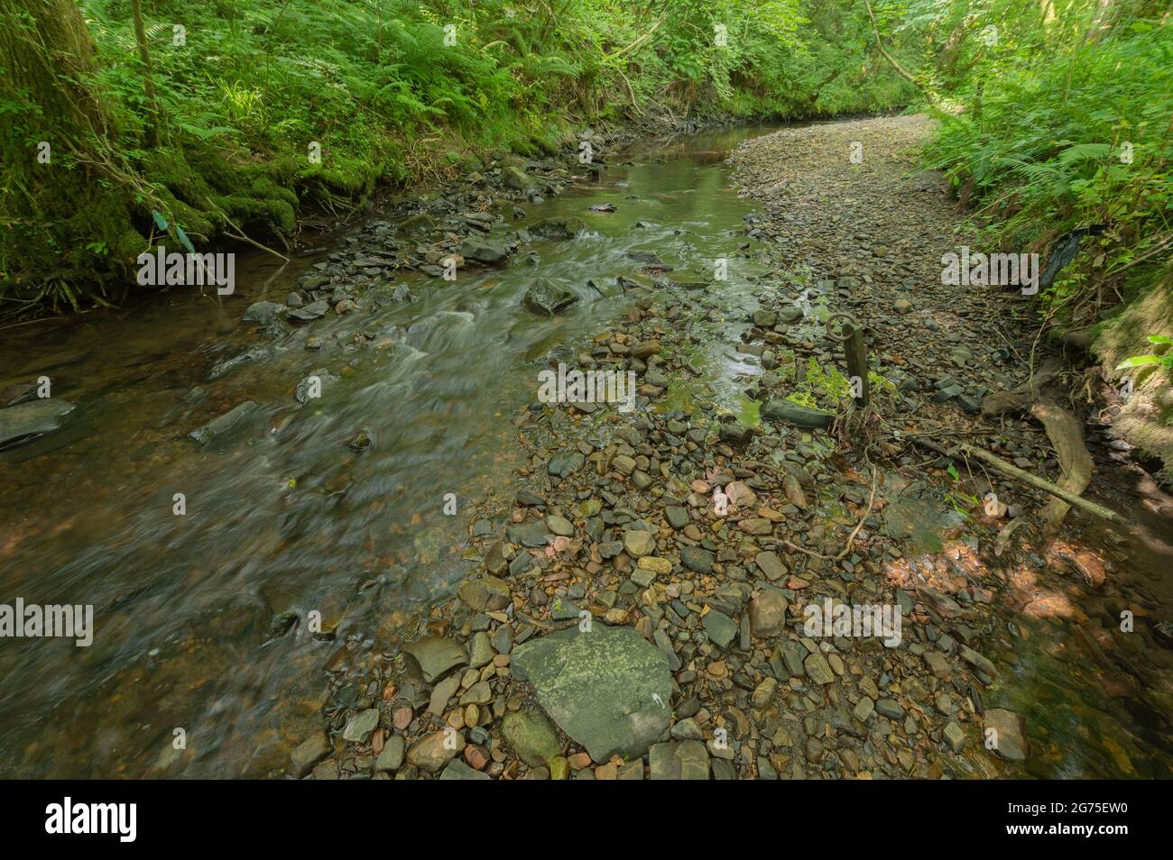Alberi a baldacchino chiusi su Gwendraeth Fawr Foto Stock