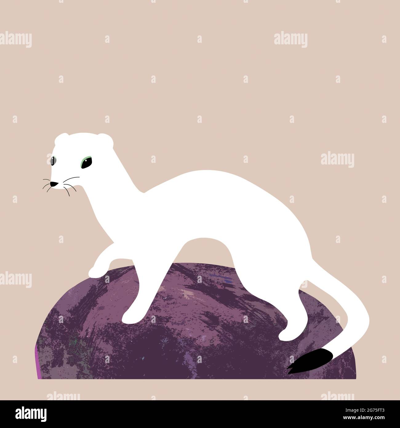 Ermine o stoat in abito invernale, illustrazione animale Foto Stock