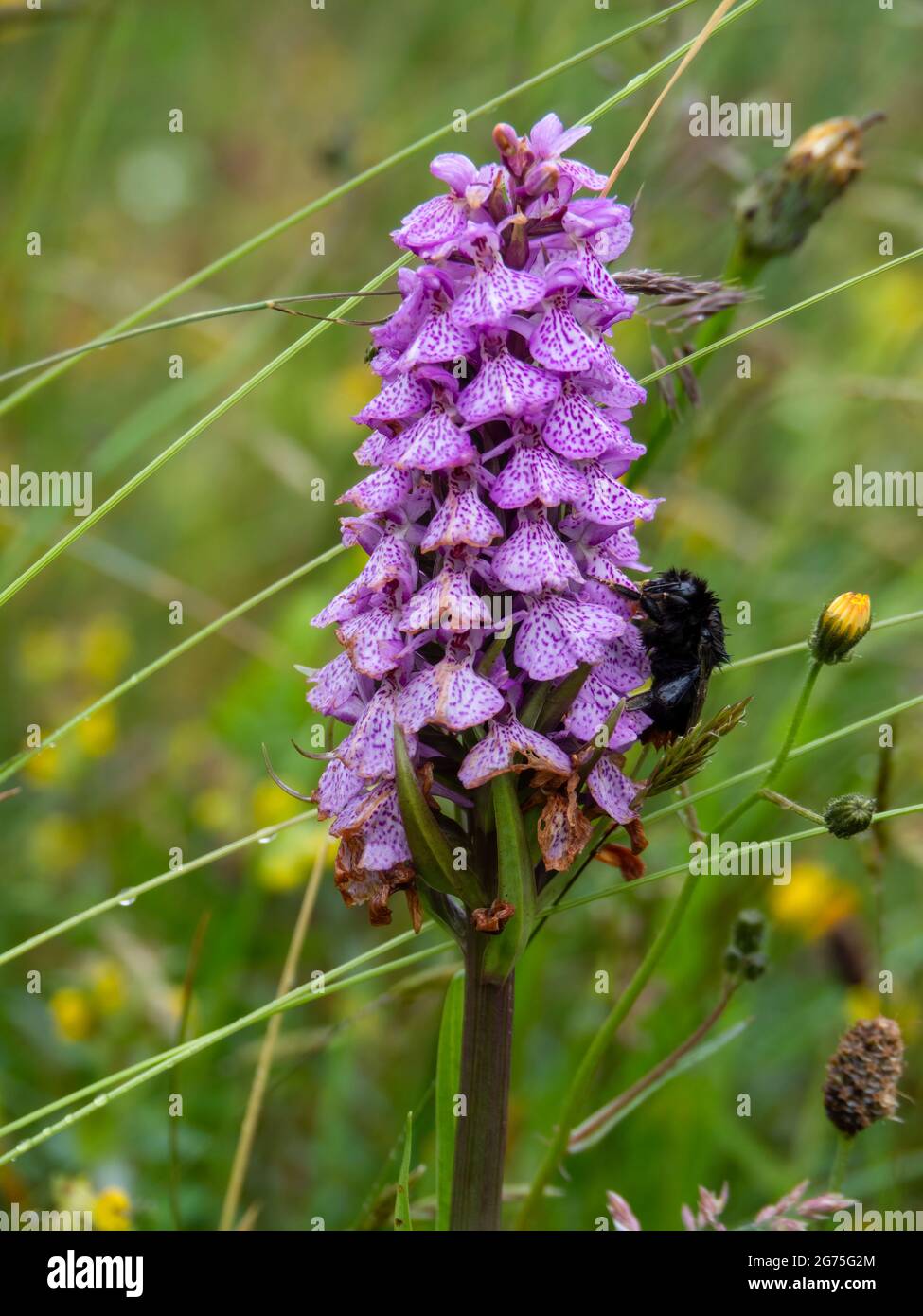 Bumble Bee, Bombus, si aggrappano a Wild Heath Spotted Orchid aka Dactylorhiza maculata in giornata ventosa. Foto Stock