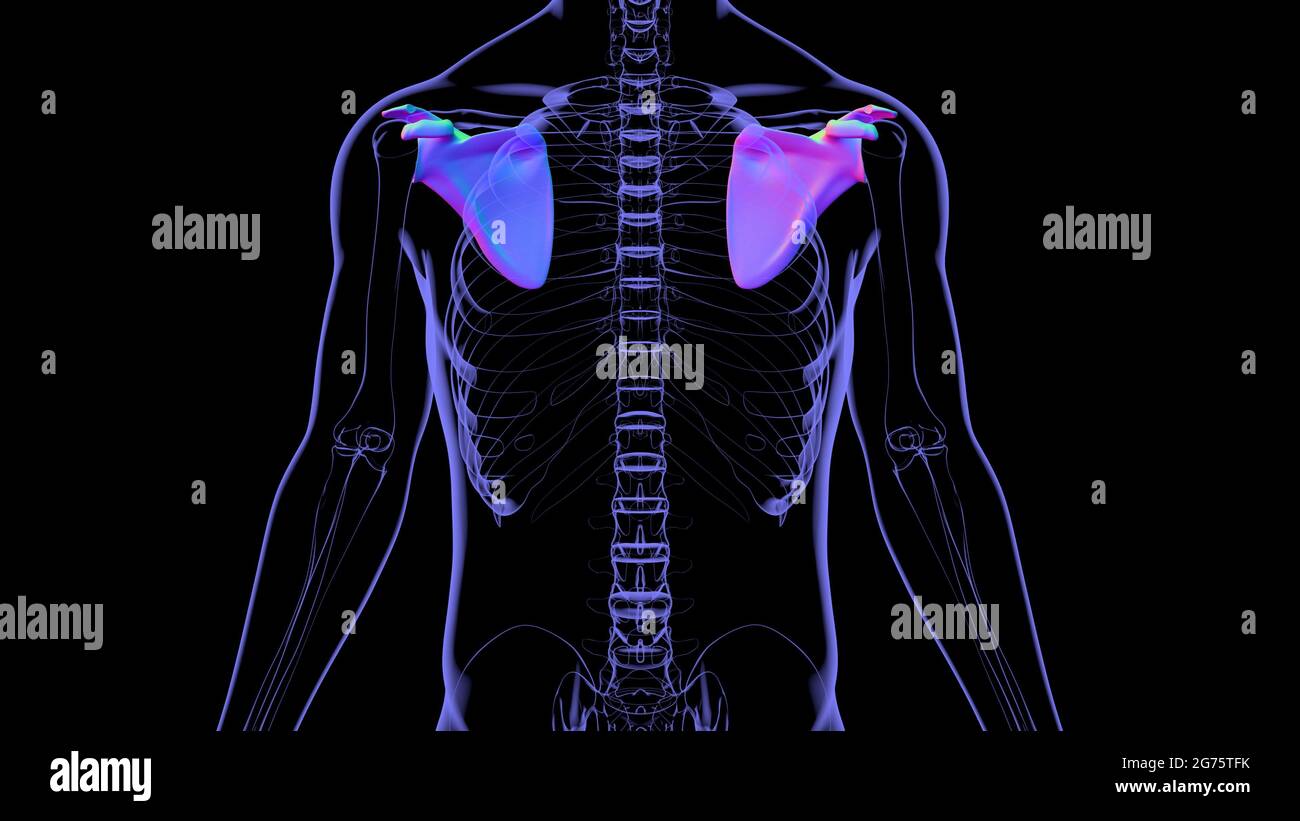 Anatomia scheletrica umana Scapula Bone 3D rendering for Medical Concept Foto Stock