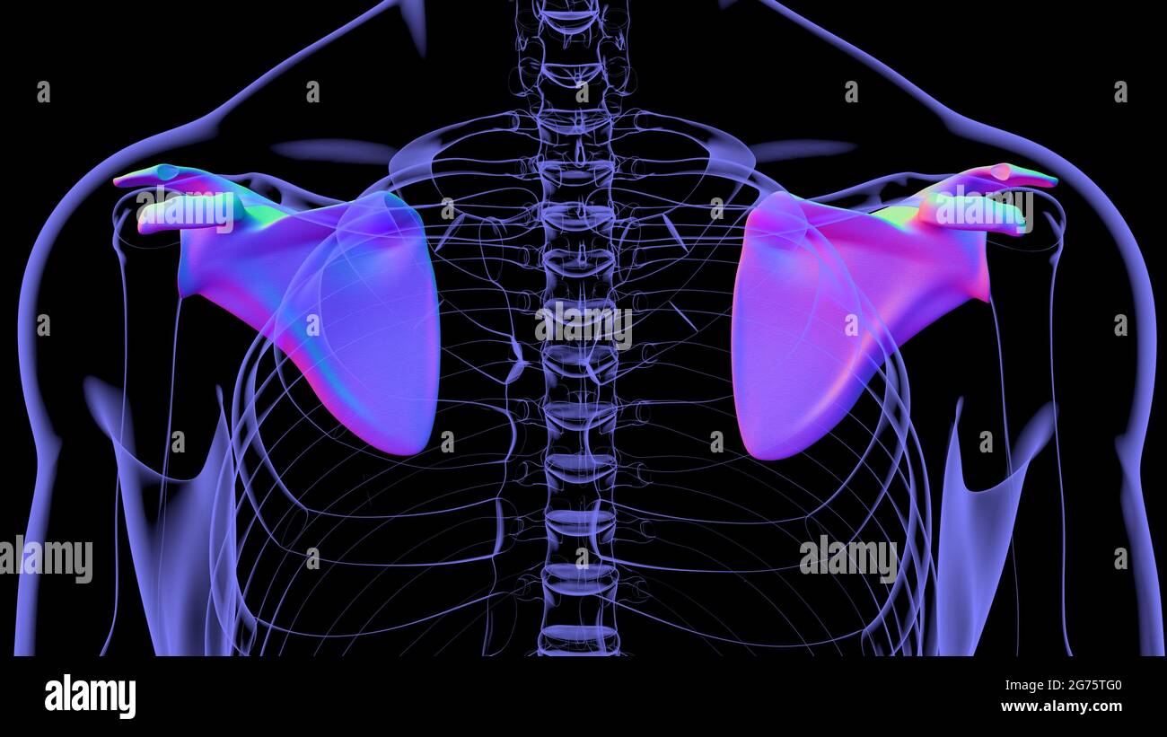 Anatomia scheletrica umana Scapula Bone 3D rendering for Medical Concept Foto Stock