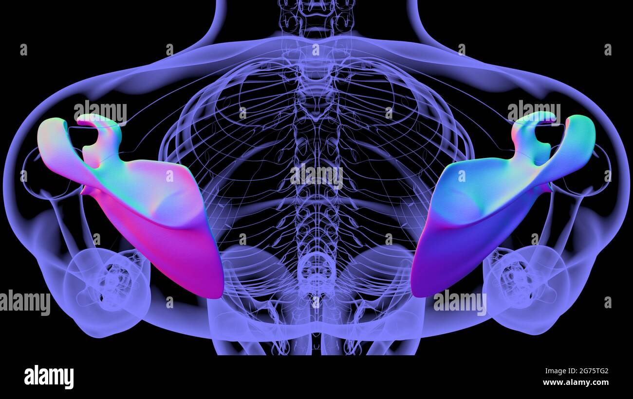 Anatomia scheletrica umana Scapula Bone 3D rendering for Medical Concept Foto Stock