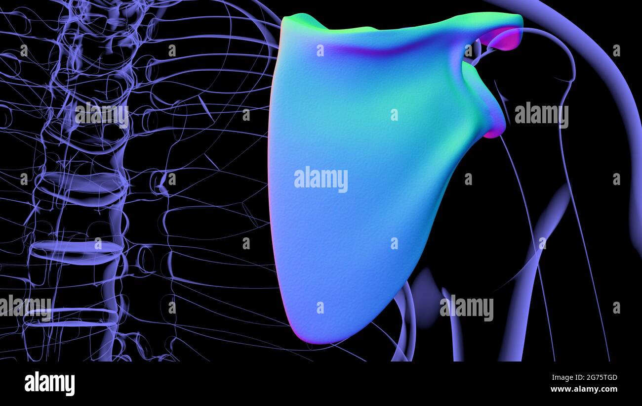 Anatomia scheletrica umana Scapula Bone 3D rendering for Medical Concept Foto Stock