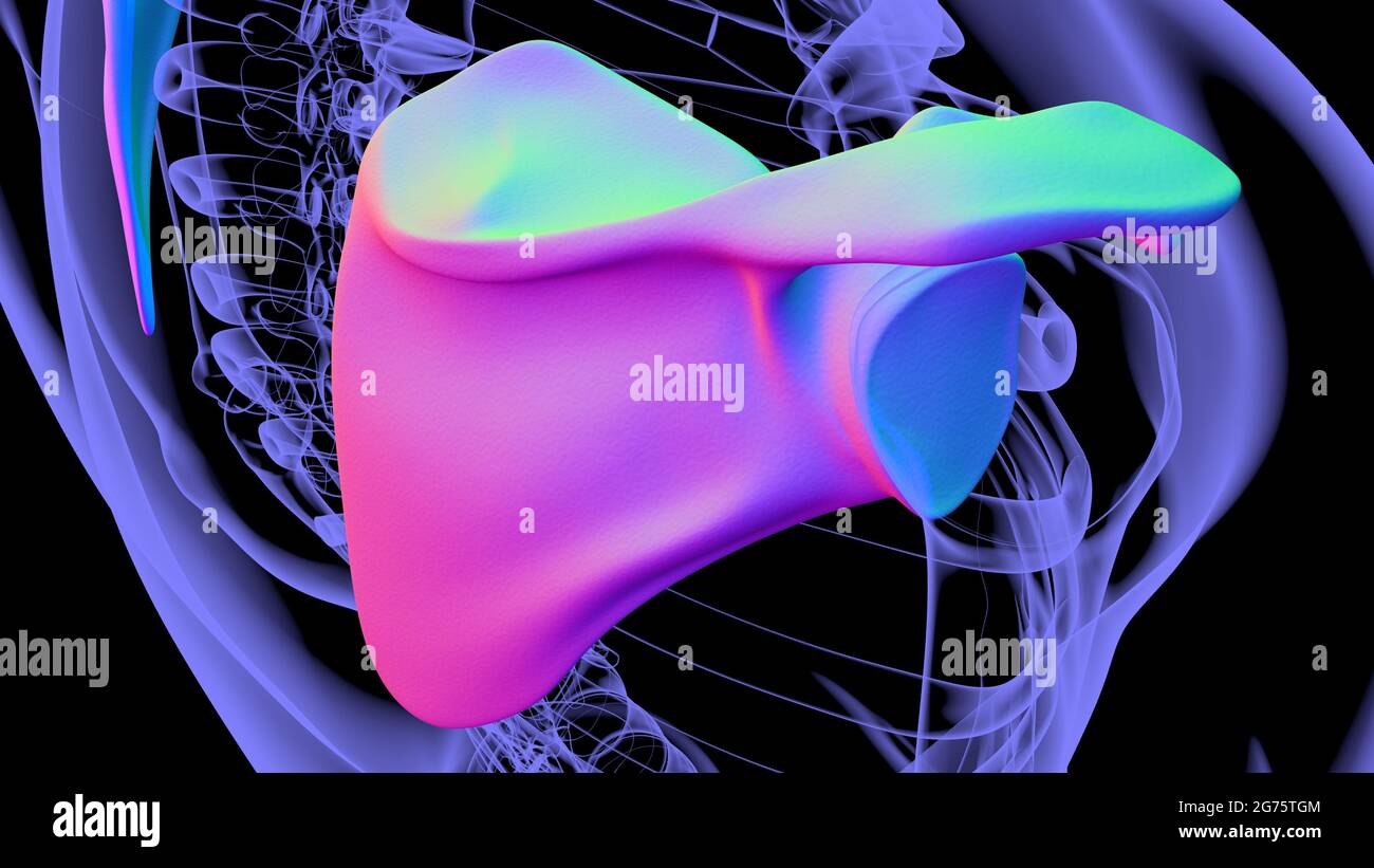 Anatomia scheletrica umana Scapula Bone 3D rendering for Medical Concept Foto Stock