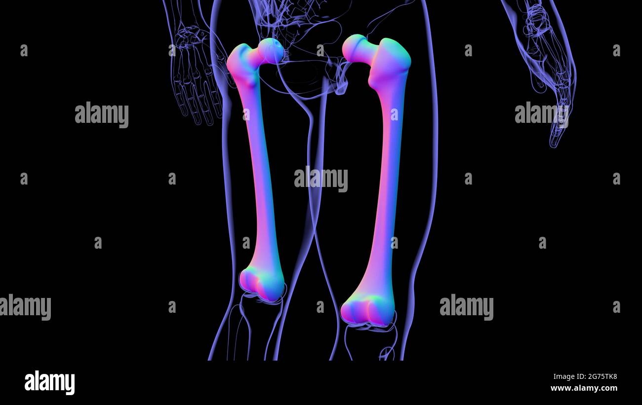 Anatomia scheletrica umana osso femorale rendering 3D per concetto medico Foto Stock