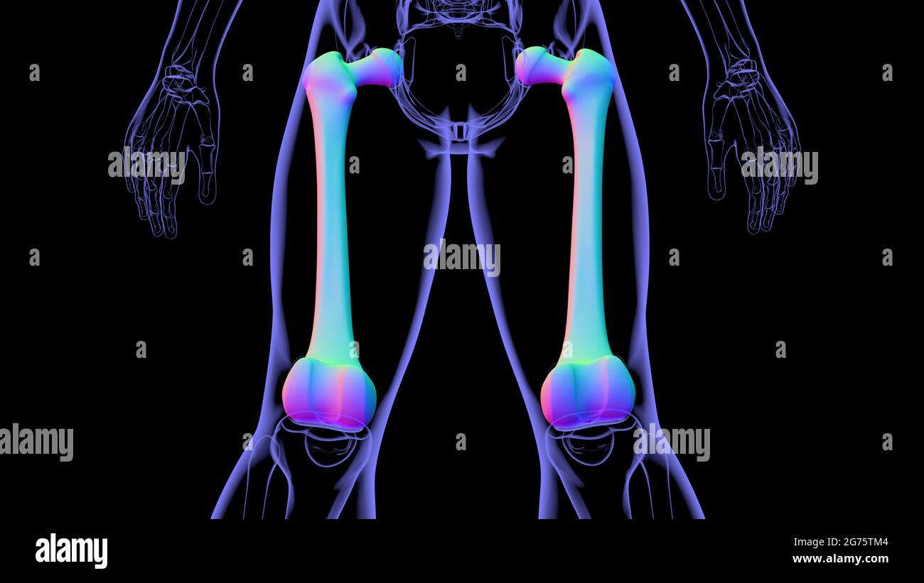 Anatomia scheletrica umana osso femorale rendering 3D per concetto medico Foto Stock