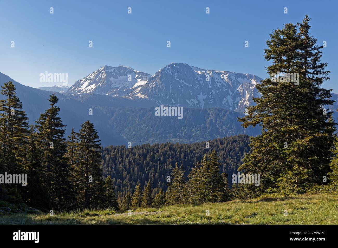 Foresta e vetta innevata della catena montuosa di Taillefer Foto Stock