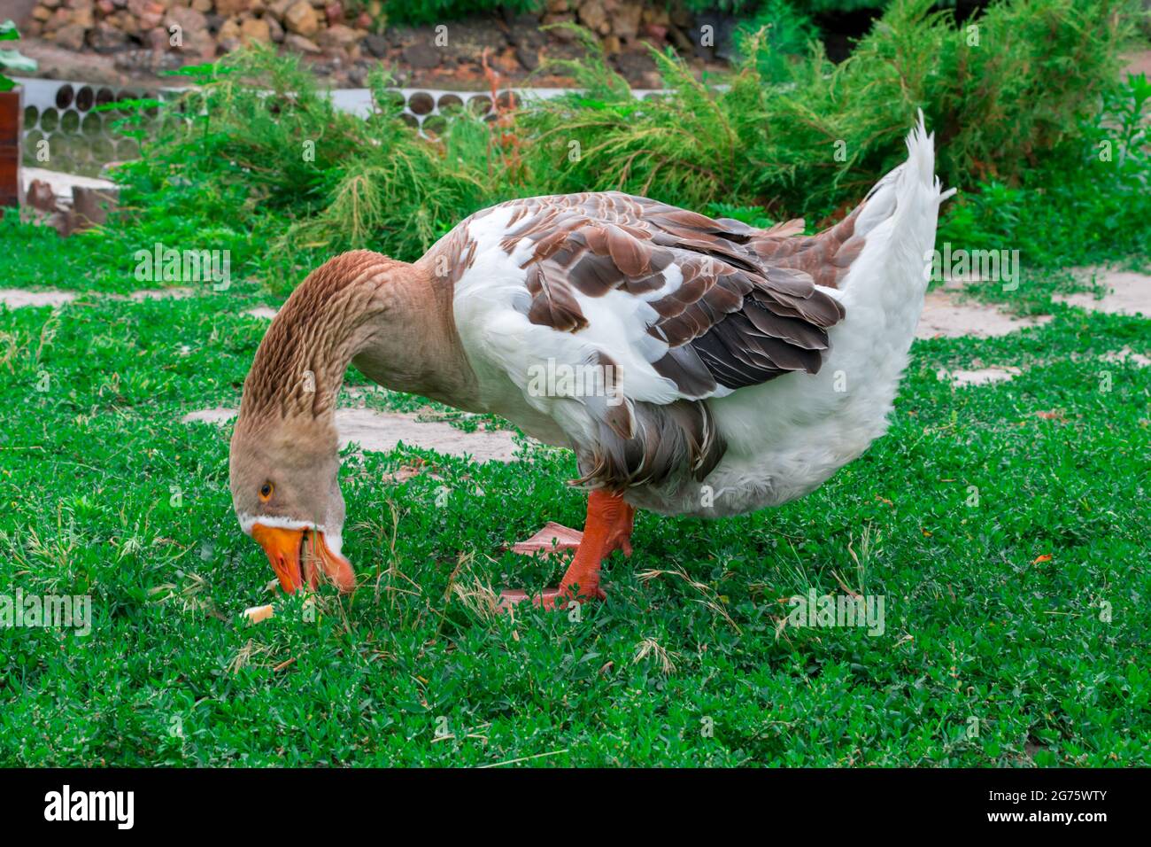 Un'oca grigia è in piedi nell'erba. Un primo piano di oca grigia nella natura sibila l'erba. Foto Stock