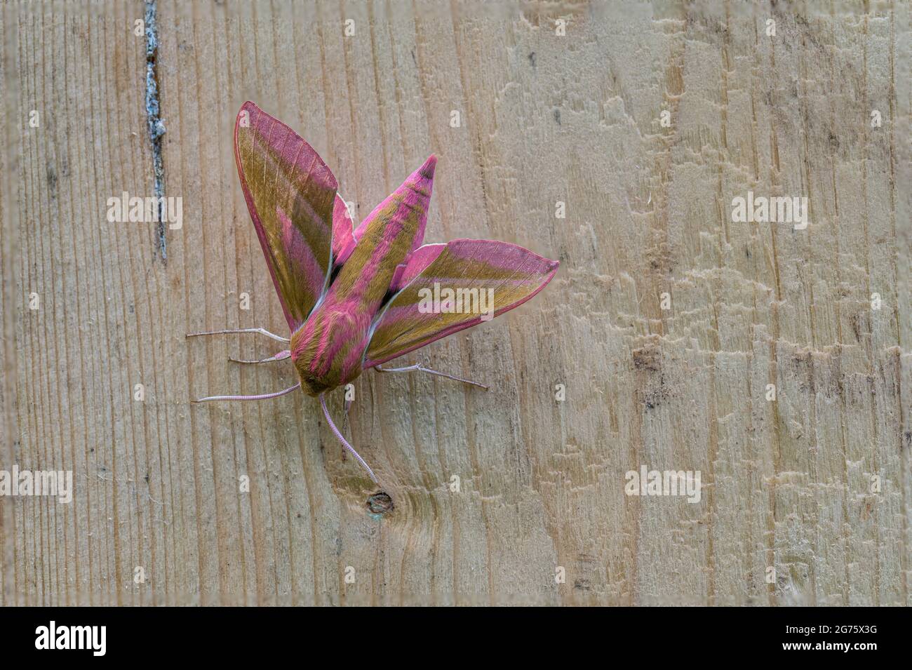 Elephant Hawk Moth Deilephila Elpenor poggiato su un pezzo di legno in un giardino di Norfolk uk. Foto Stock