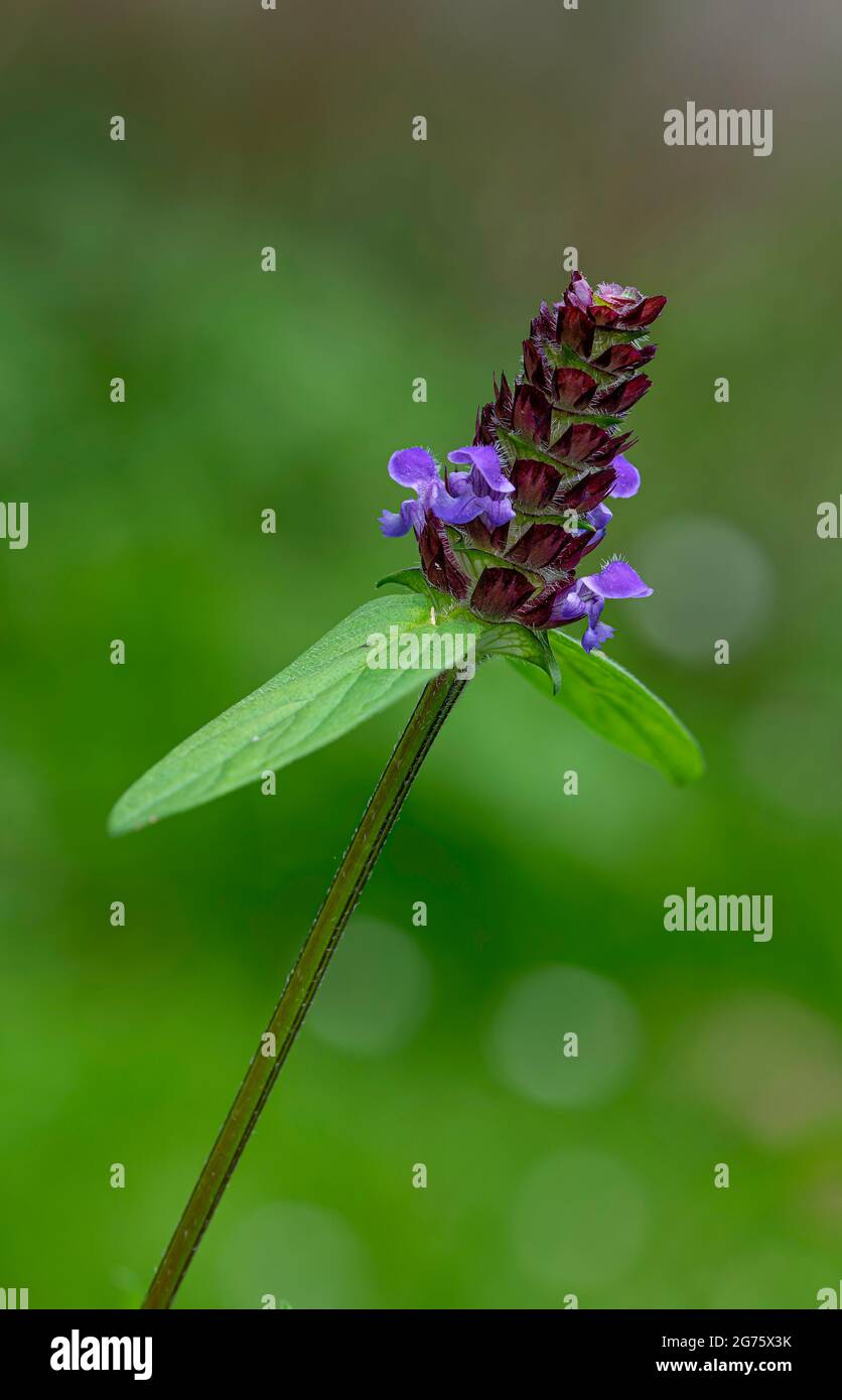 Prunella vulgaris o pianta perenne auto guarire che cresce in un giardino del Nord Norfolk, Regno Unito Foto Stock
