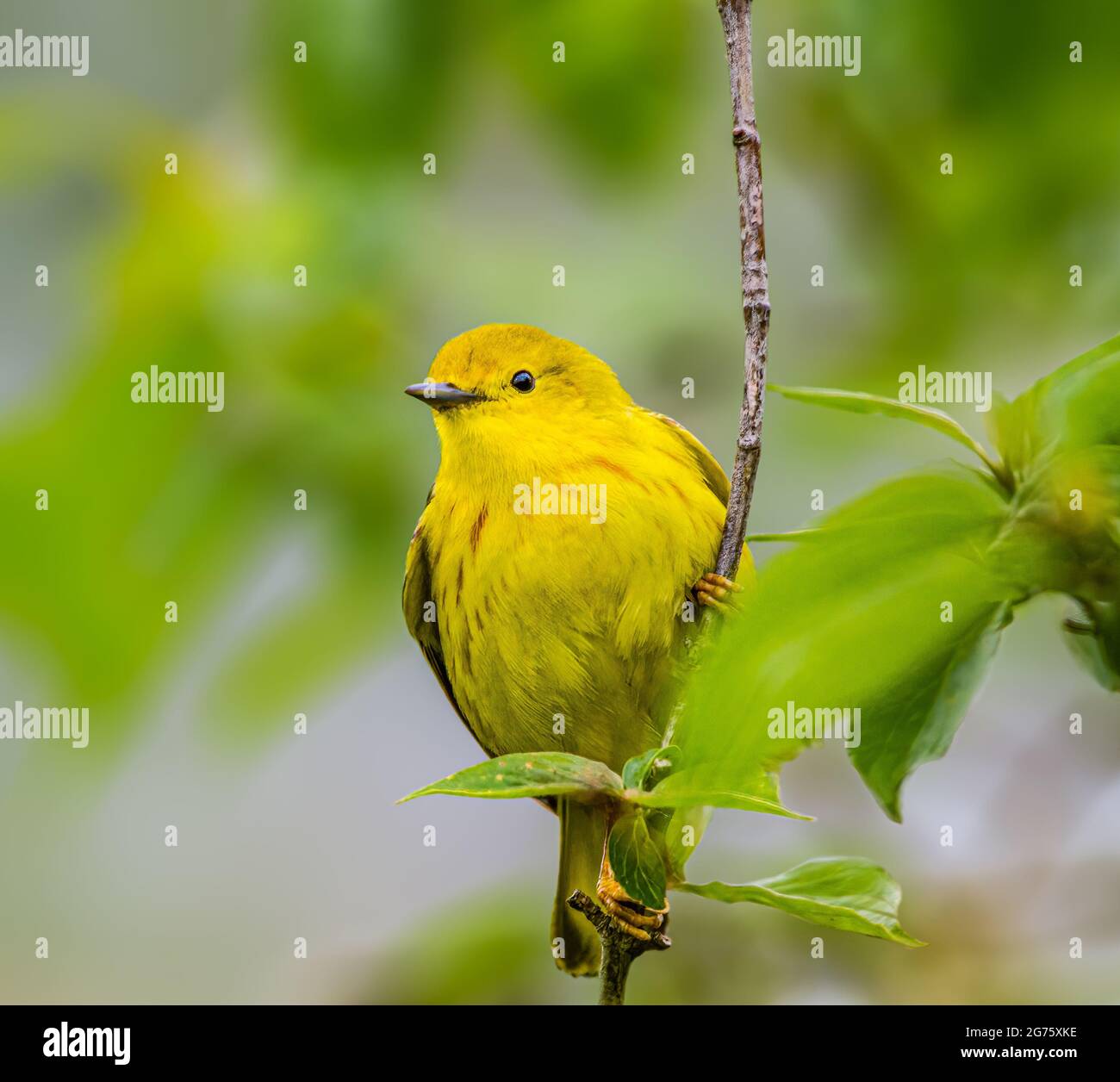 American Yellow Warbler arroccato su un ramo in Magee Marsh Foto Stock