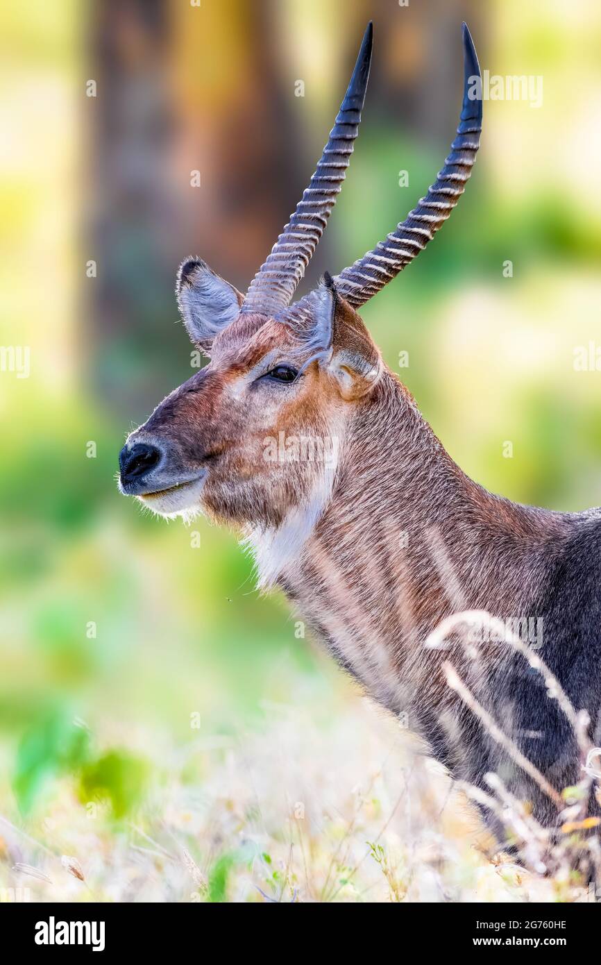 Waterbuck Foto Stock