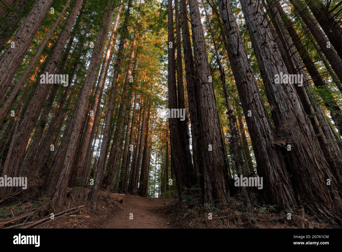 Sentiero che attraversa le sequoie della costa dipinte con luce solare tramonto. Henry Cowell Redwoods state Park, Santa Cruz County, California, Stati Uniti. Foto Stock