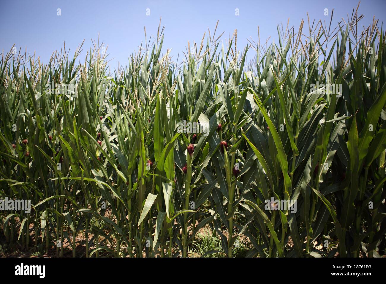 Campo di mais, Zea Mays, mais indiano o mais, pianta con grano commestibile della famiglia Grass o Poaceae annaffiato da irrigazione di gocciolamento, Costa del Carmelo, Israele. Foto Stock