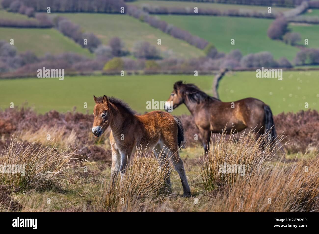 Un pony Exmoor e un nemico sul Parco Nazionale Exmoor nel Somerset Ovest. Foto Stock