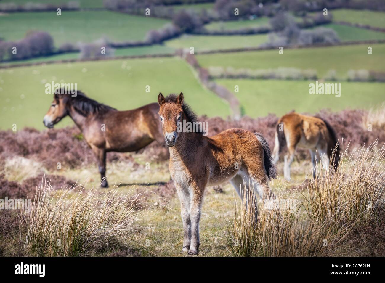 Pony Exmoor sul Parco Nazionale Exmoor nel Somerset Ovest. Foto Stock