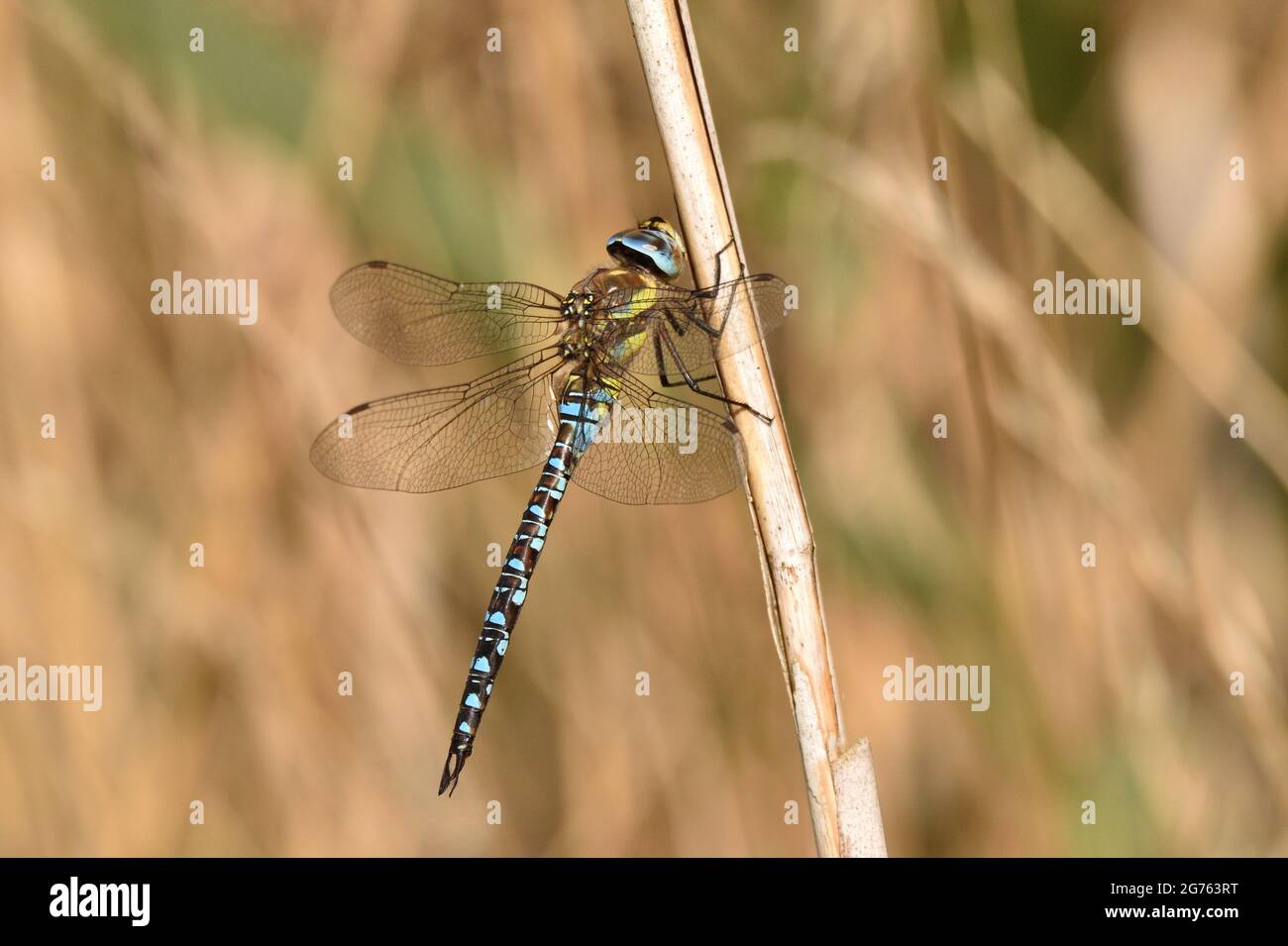 La libellula del falciatore migrante aggrappata su un gambo di canna asciutto. Hertfordshire, Inghilterra, Regno Unito. Foto Stock