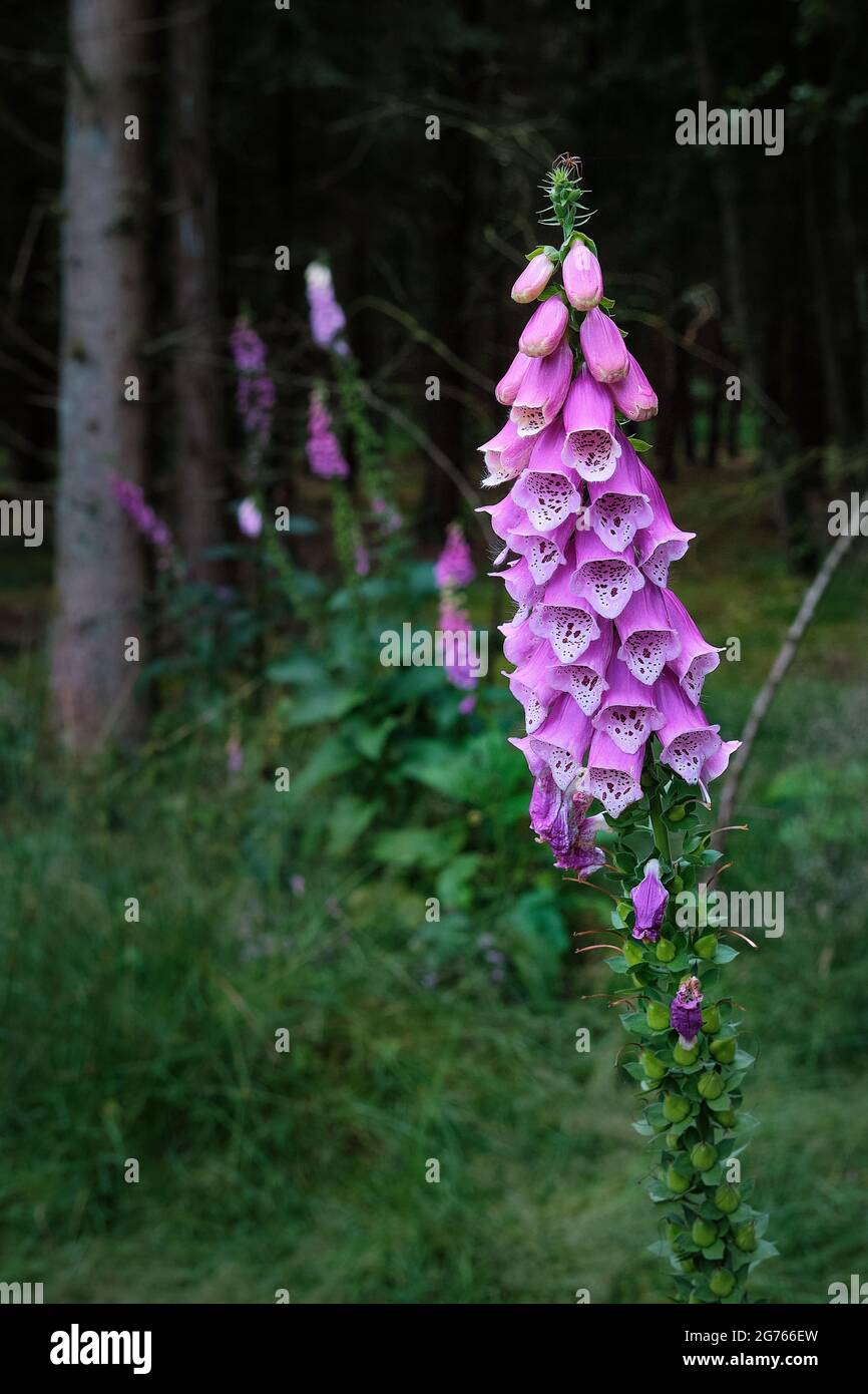 Fiore di purpurea di Digitalis, guanto di foxglove, guanto di foxglove viola, guanto da donna. Alberi scuri e poco affilati e la foresta sullo sfondo. Amersfoort, il Foto Stock