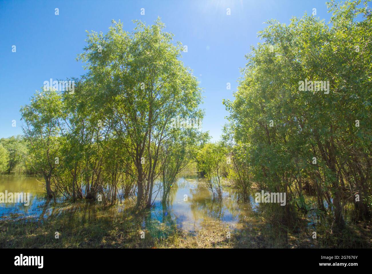 Mattina in una foresta vergine pulita, a metà inondata dal fiume. Foto Stock