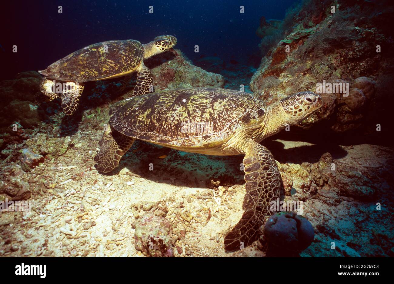 Due tartarughe marine verdi vicino al pavimento del mare a Fish Head, Maldive Foto Stock