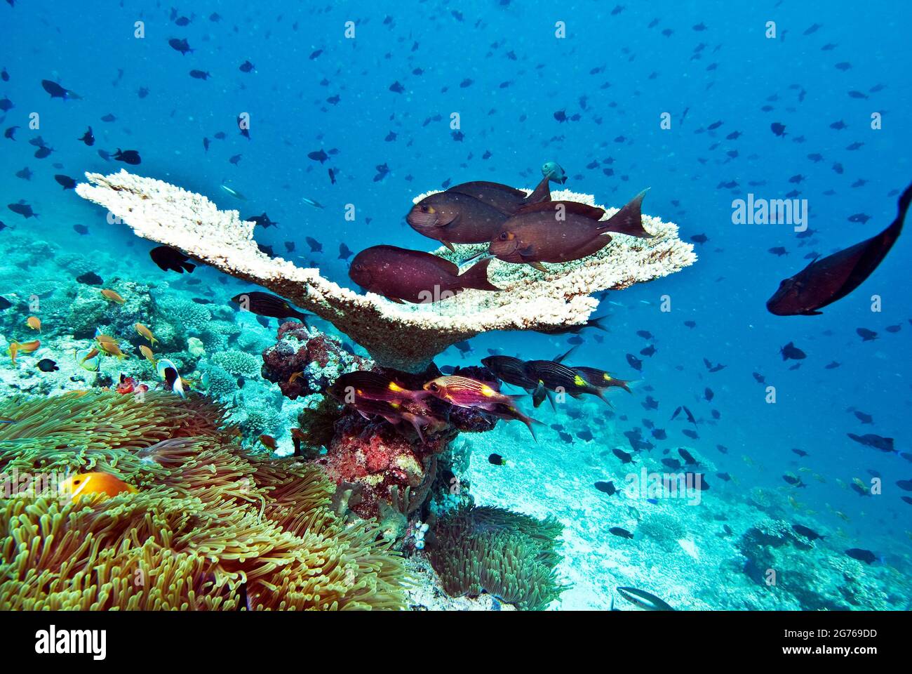 Pesce surgeonfish bruno sopra il corallo, orata dell'occhio grande sotto, Maldive Foto Stock