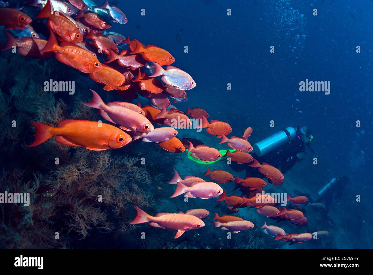 Subacquei che nuotano con la scuola di Crescent-coda Big-Eyes, Hofza Thila, Maldive Foto Stock