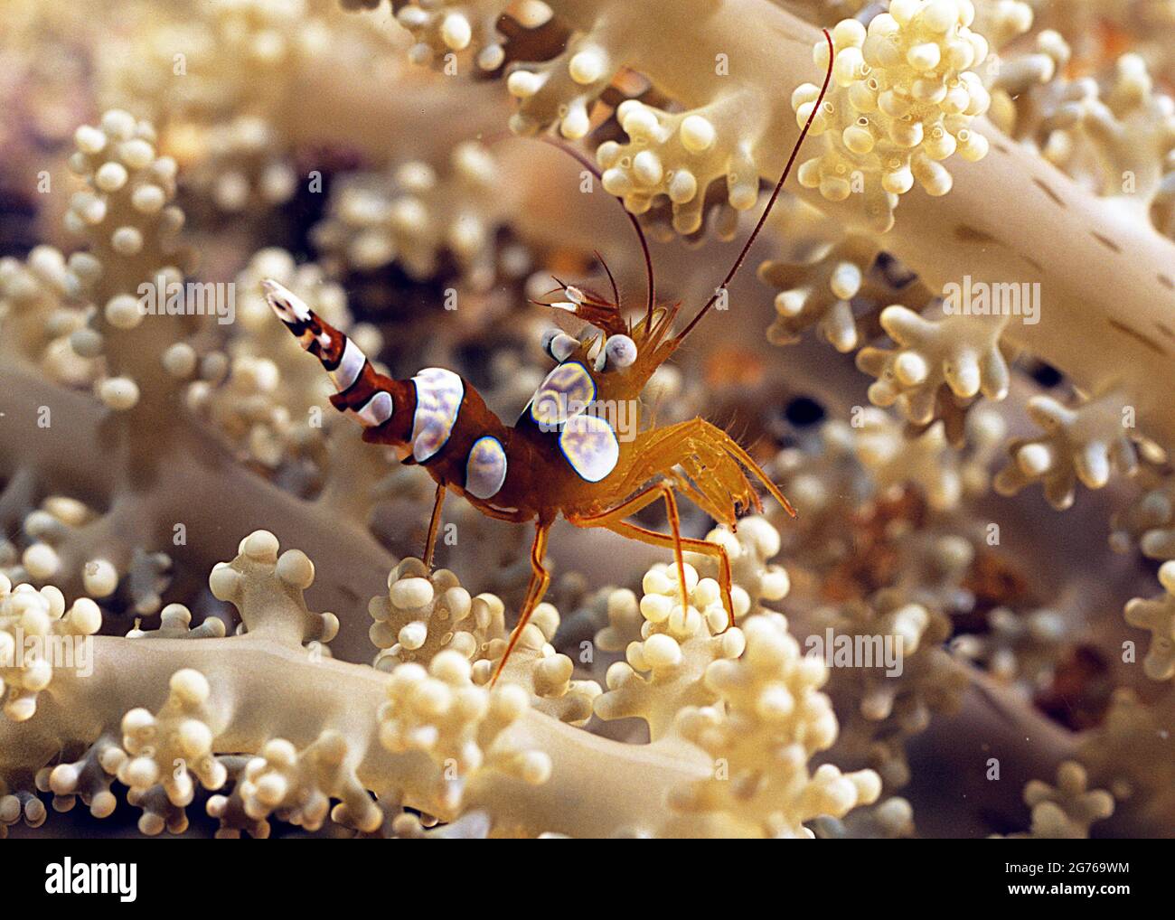 Gamberi di Squat su anemone, Maldive Foto Stock