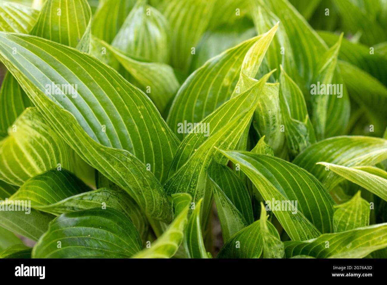 Hosta 'devon Green' bella fogliame verde glaucous, fotografato in primavera. Foglie di osta verdi fresche, Hillier, Regno Unito Foto Stock