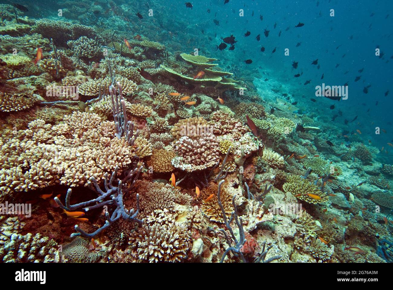 Barriera corallina sana coperta di spugne e coralli duri, colonna d'acqua piena di pesce, Maldive Foto Stock
