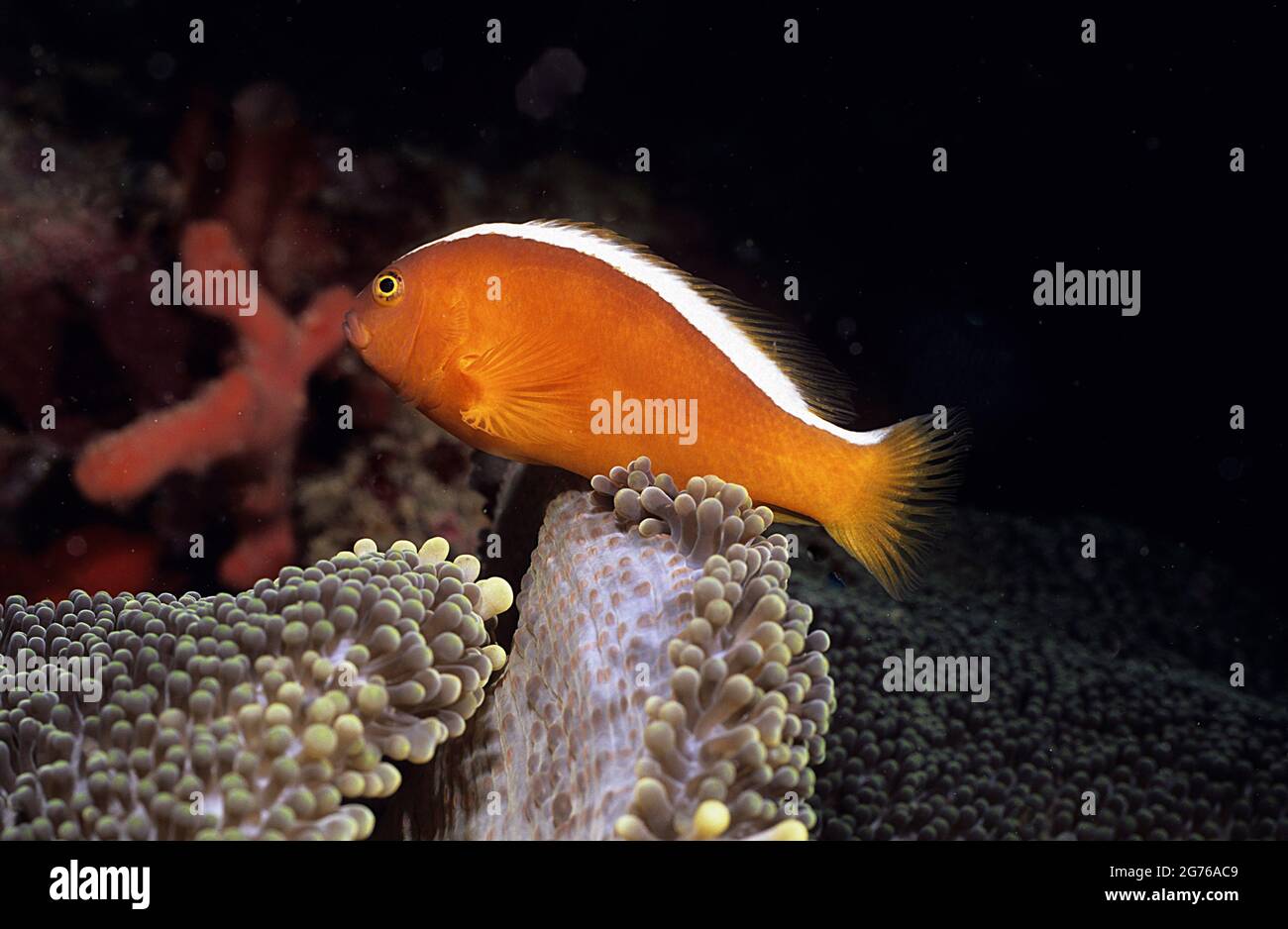 Anemonefish arancione sull'anemone ospite, Borneo Foto Stock