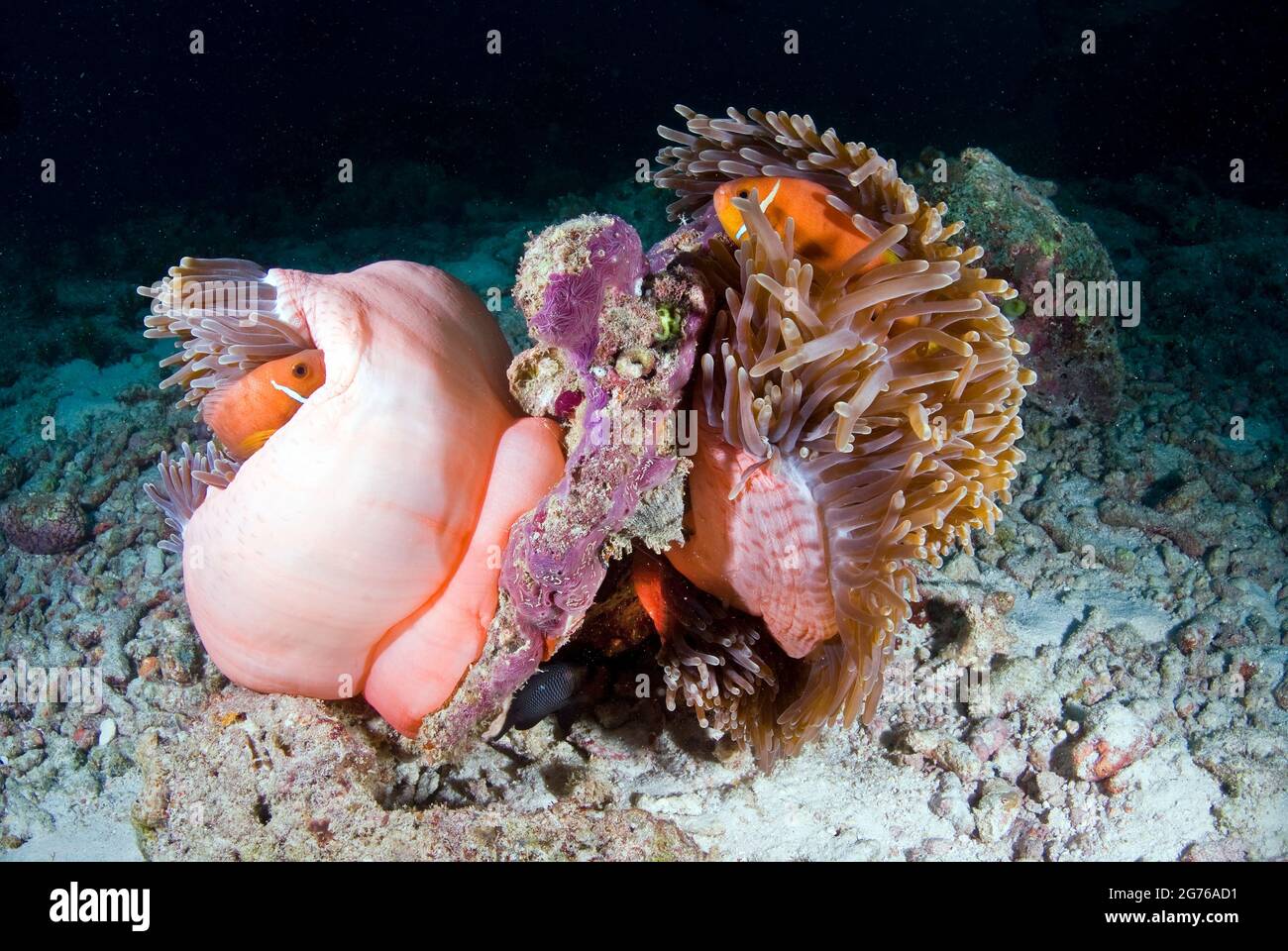 Anemonefish rosa sul loro anemone ospite, Hofza Thila, Maldive Foto Stock