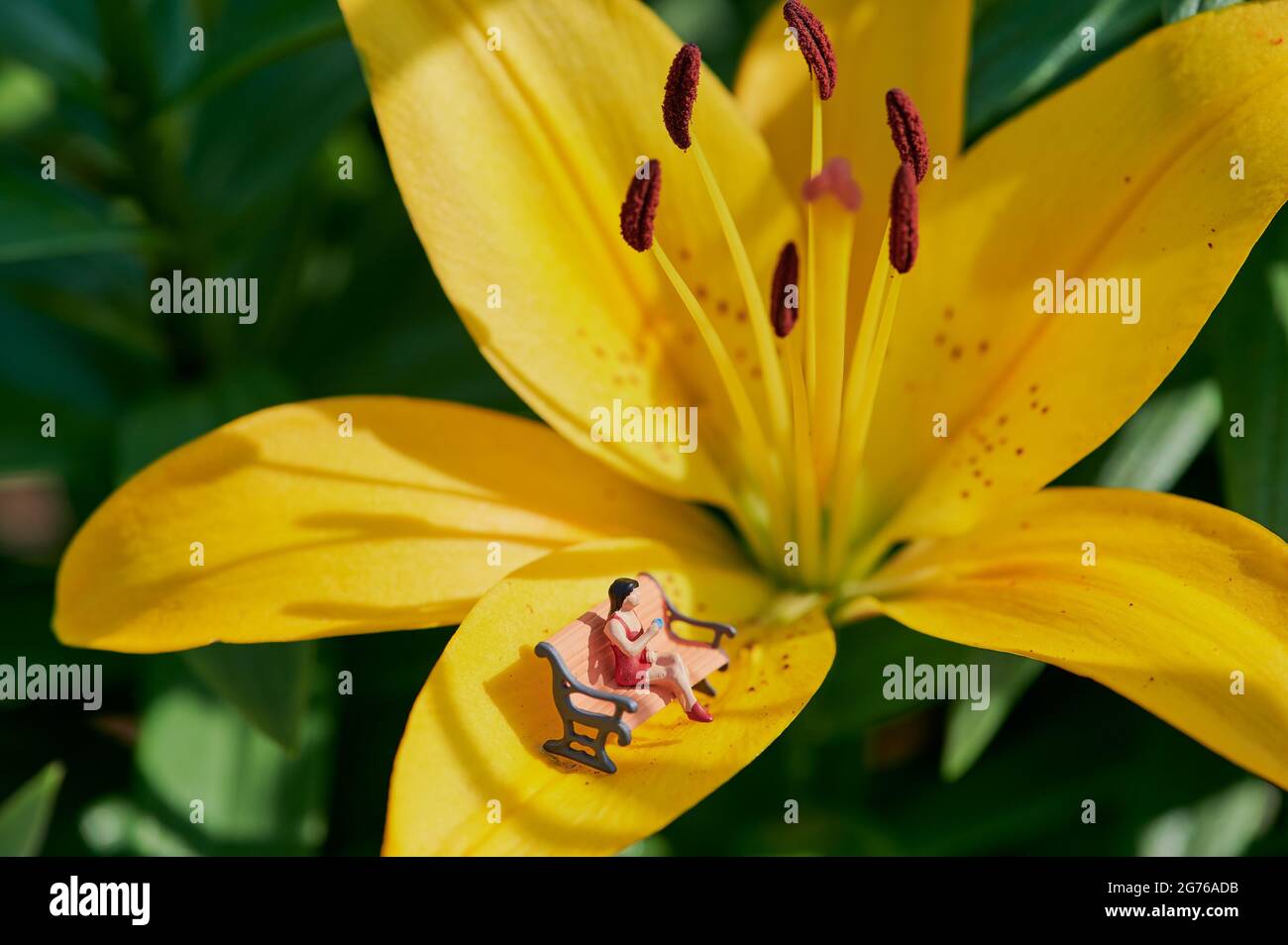donna in miniatura agghiacciante su un fiore giallo lilly al sole Foto Stock