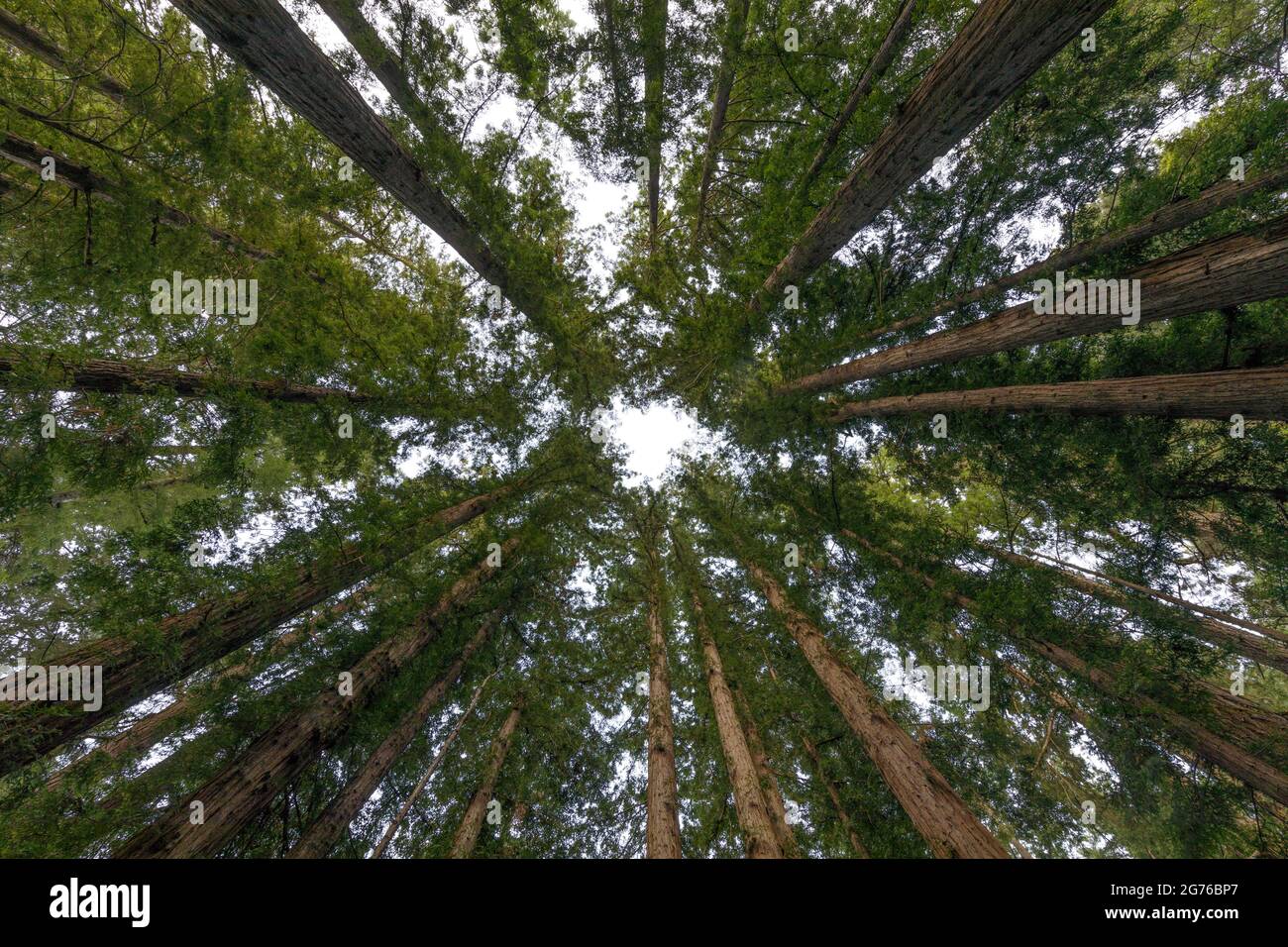 Cattedrale Redwoods - Circolo delle sequoie della costa. Henry Cowell Redwoods state Park, Santa Cruz County, California, Stati Uniti. Foto Stock