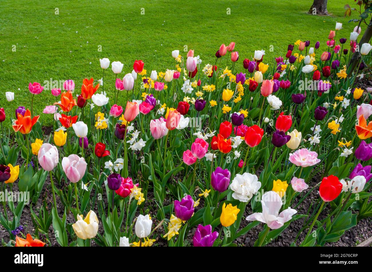 Colorato letto primaverile di tulipani e narcisi a bordo di prato verde. Foto Stock