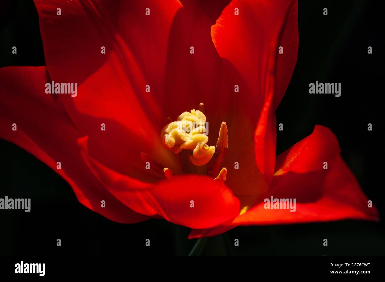 Primo piano del fiorito Synaeda Orange tulipano. Foto Stock