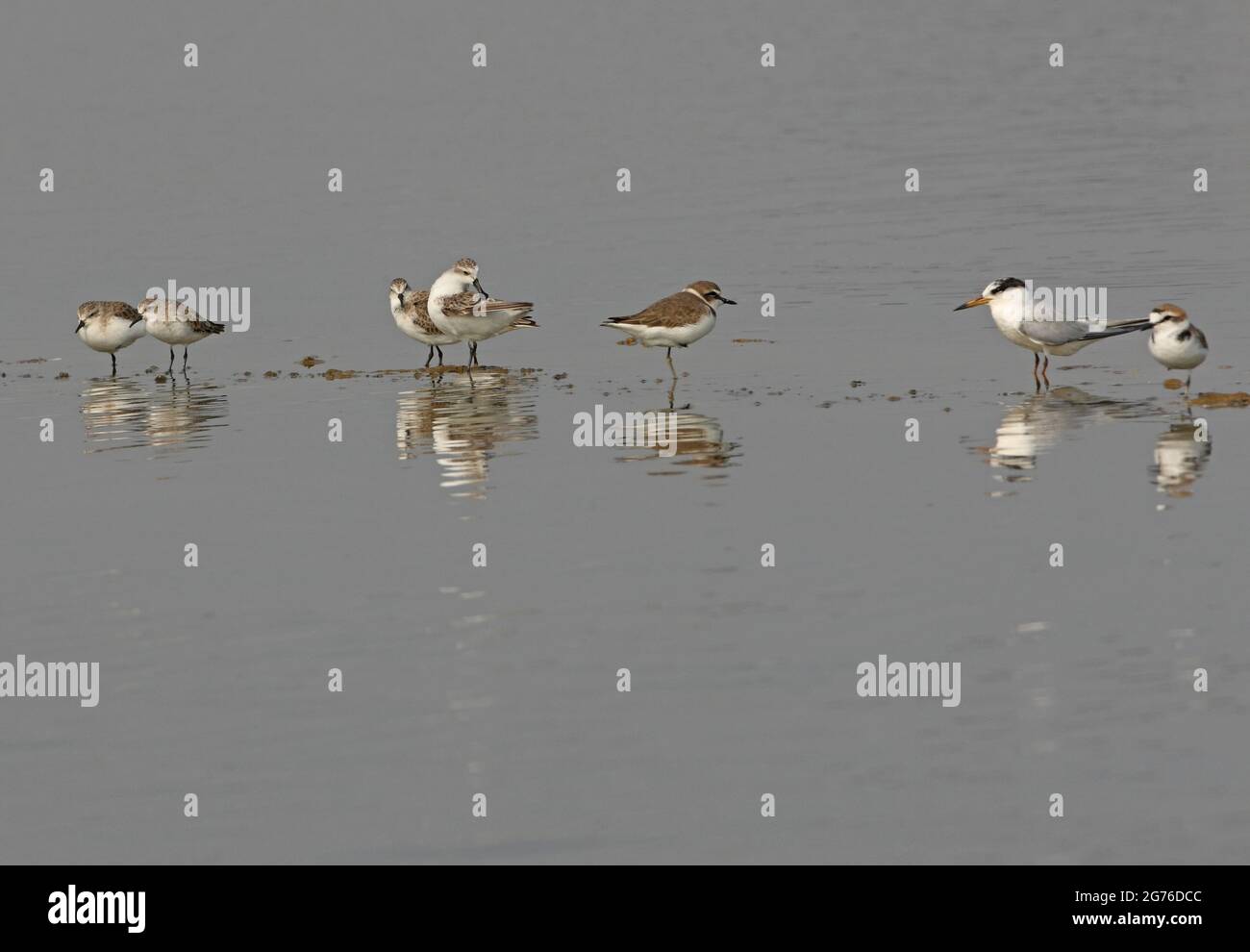 Sandpiper (Calidris pygmeus), con preening per adulti con stint a collo rosso (C.ruficollis), pentola di lenticchia (Charadrius alexandrinus) e Little Ter Foto Stock