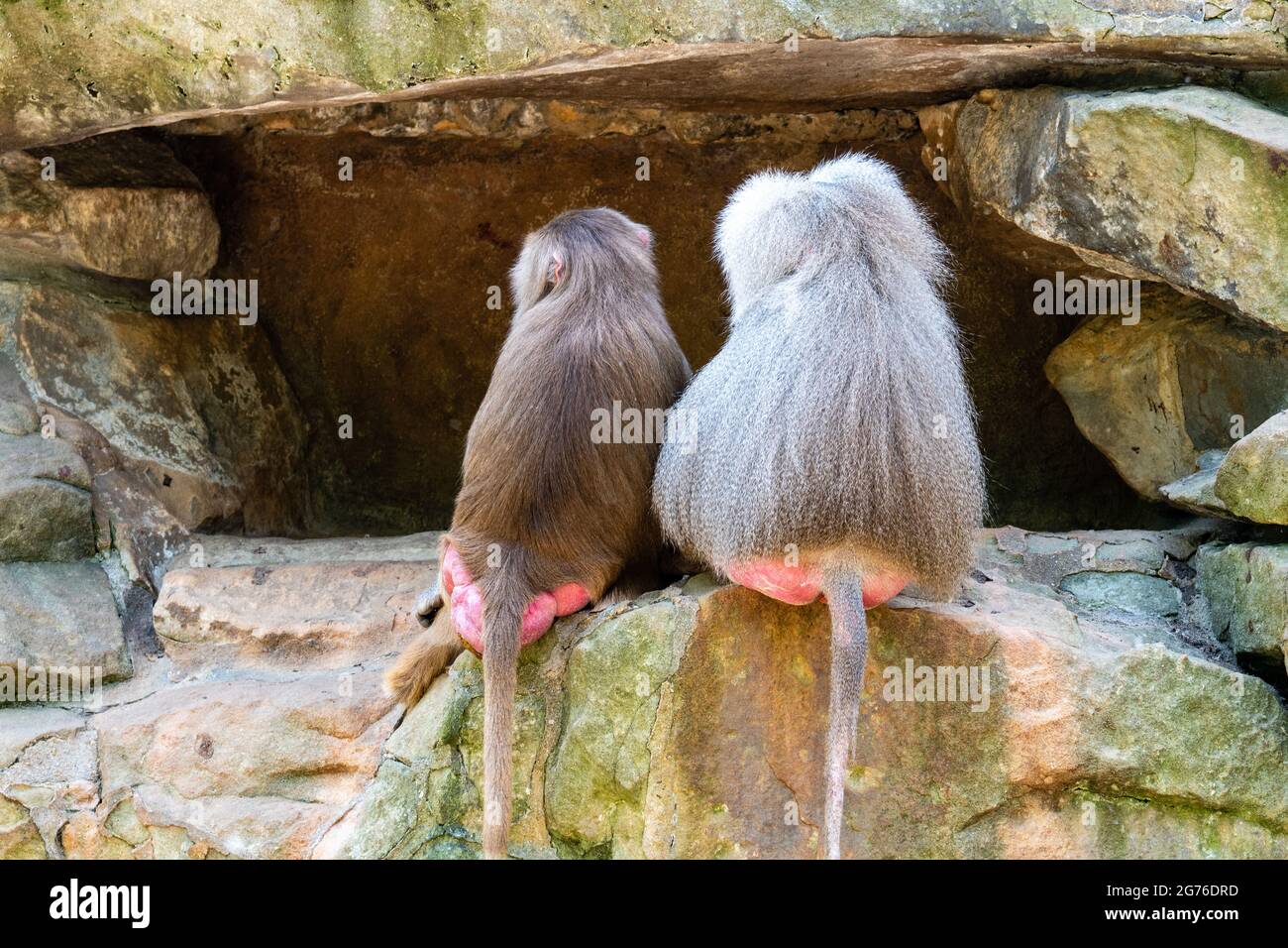 scimmie che si siedono su una roccia Foto Stock