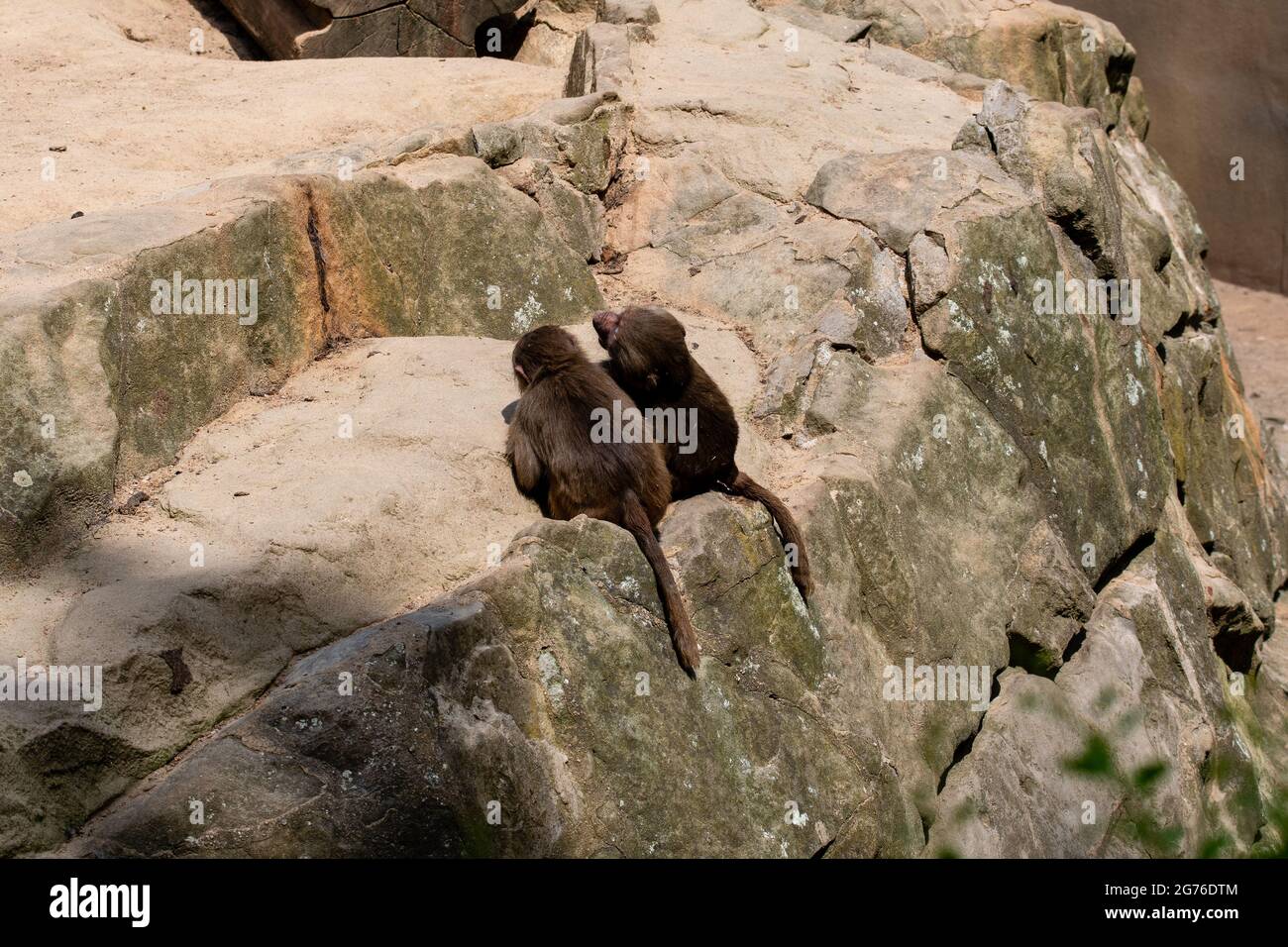 scimmie che si siedono su una roccia Foto Stock