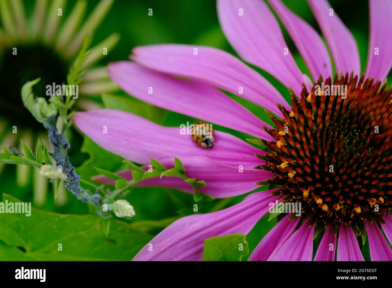 Bella viola coneflower (Echinacea pallida) con un ladybug. Foto Stock