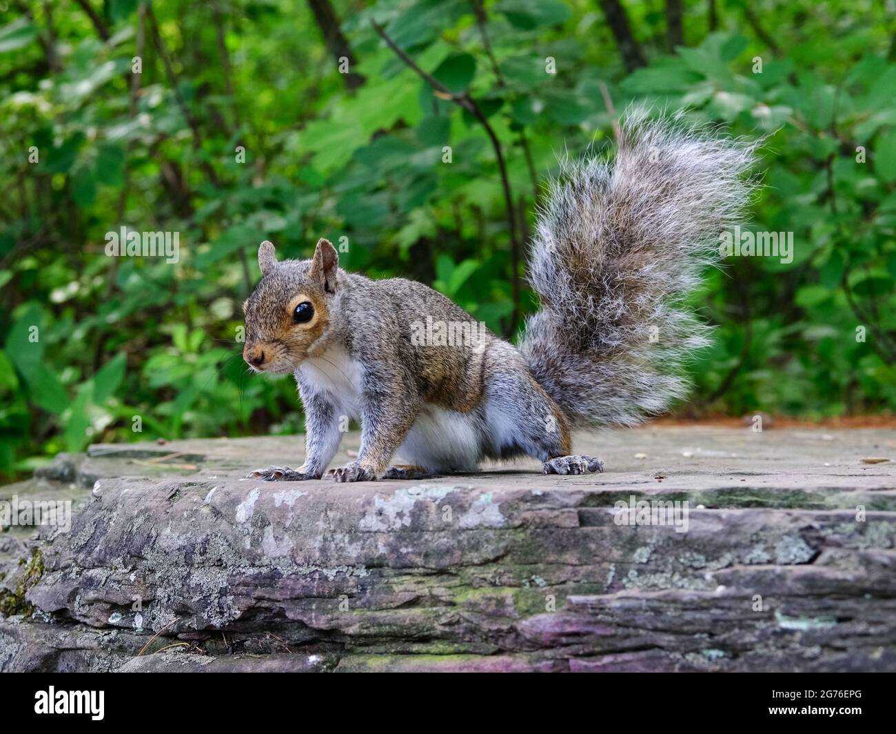 Scoiattolo grigio orientale (Sciurus carolinensis) in cerca di una roccia che cerca noci. Foto Stock