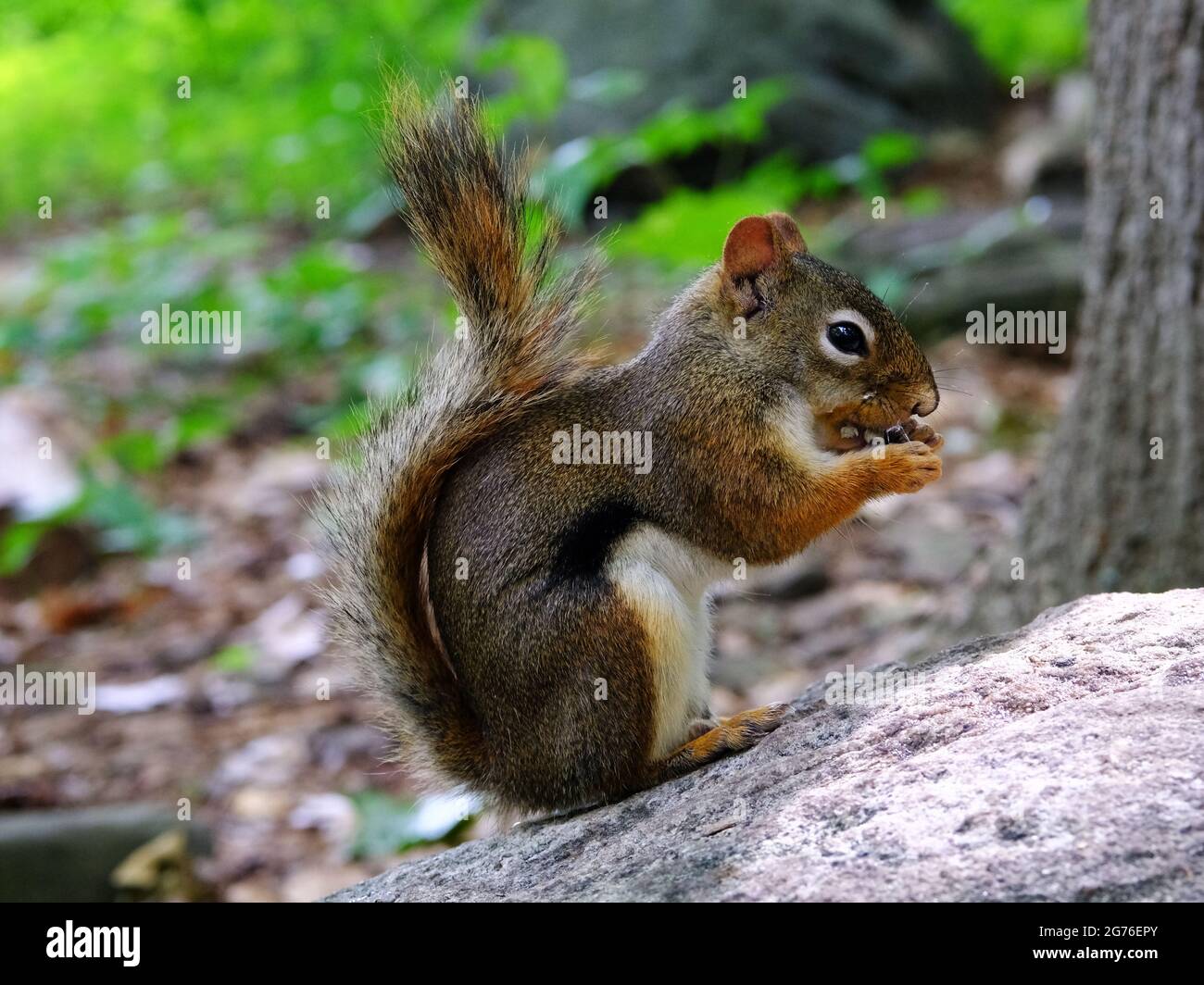 Scoiattolo rosso americano (Tamiasciurus hudsonicus) mangiare semi di girasole su una roccia, che si presenta estremamente carino. Ottawa, Ontario, Canada. Foto Stock
