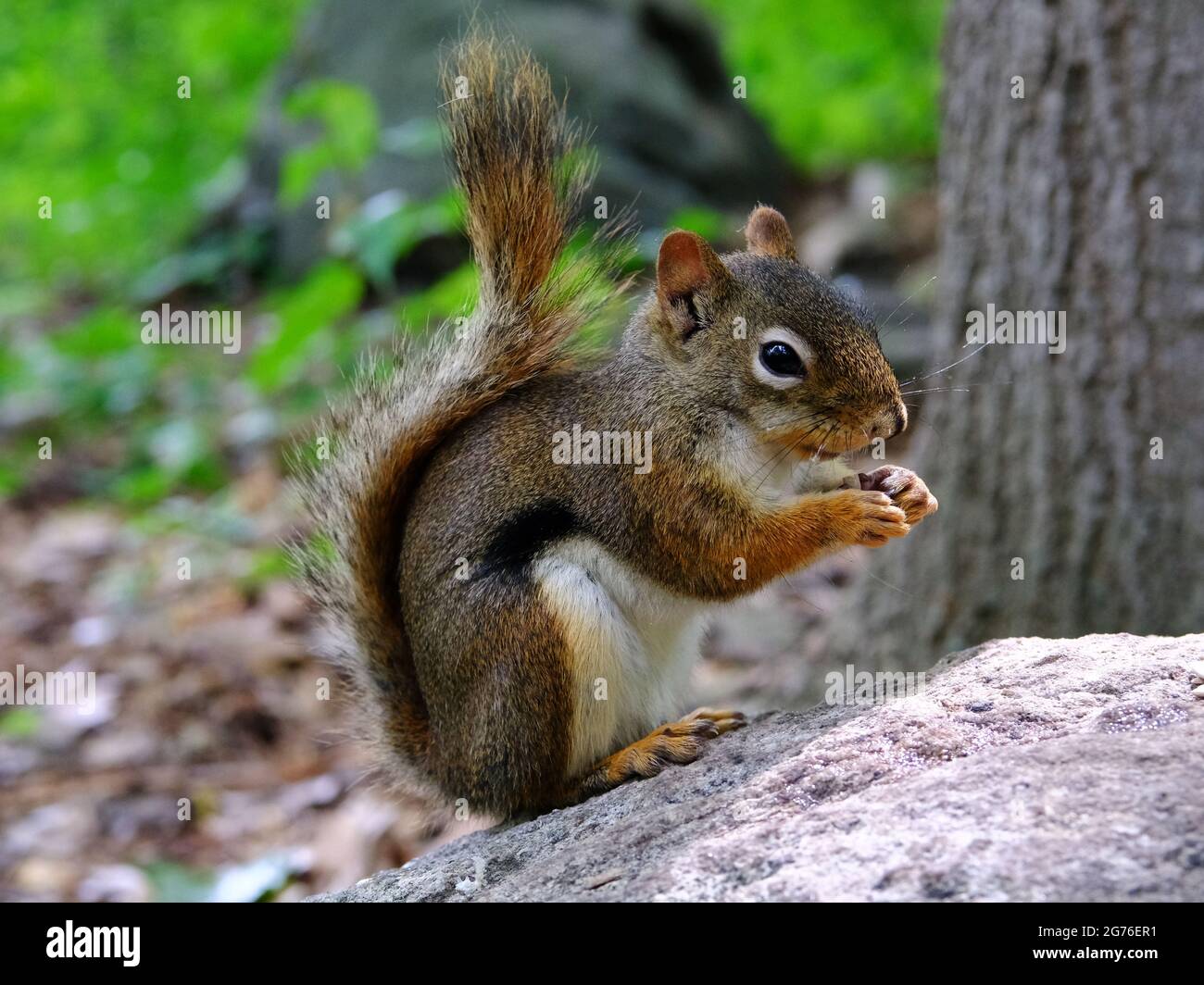 Scoiattolo rosso americano (Tamiasciurus hudsonicus) mangiare semi di girasole su una roccia, che si presenta estremamente carino. Ottawa, Ontario, Canada. Foto Stock