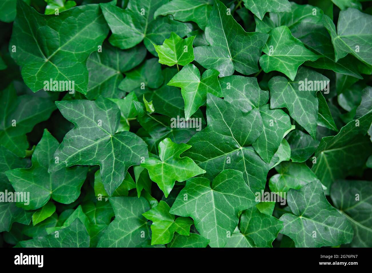 Molti fogli di edera coprono una parete, sfondo verde della natura Foto Stock