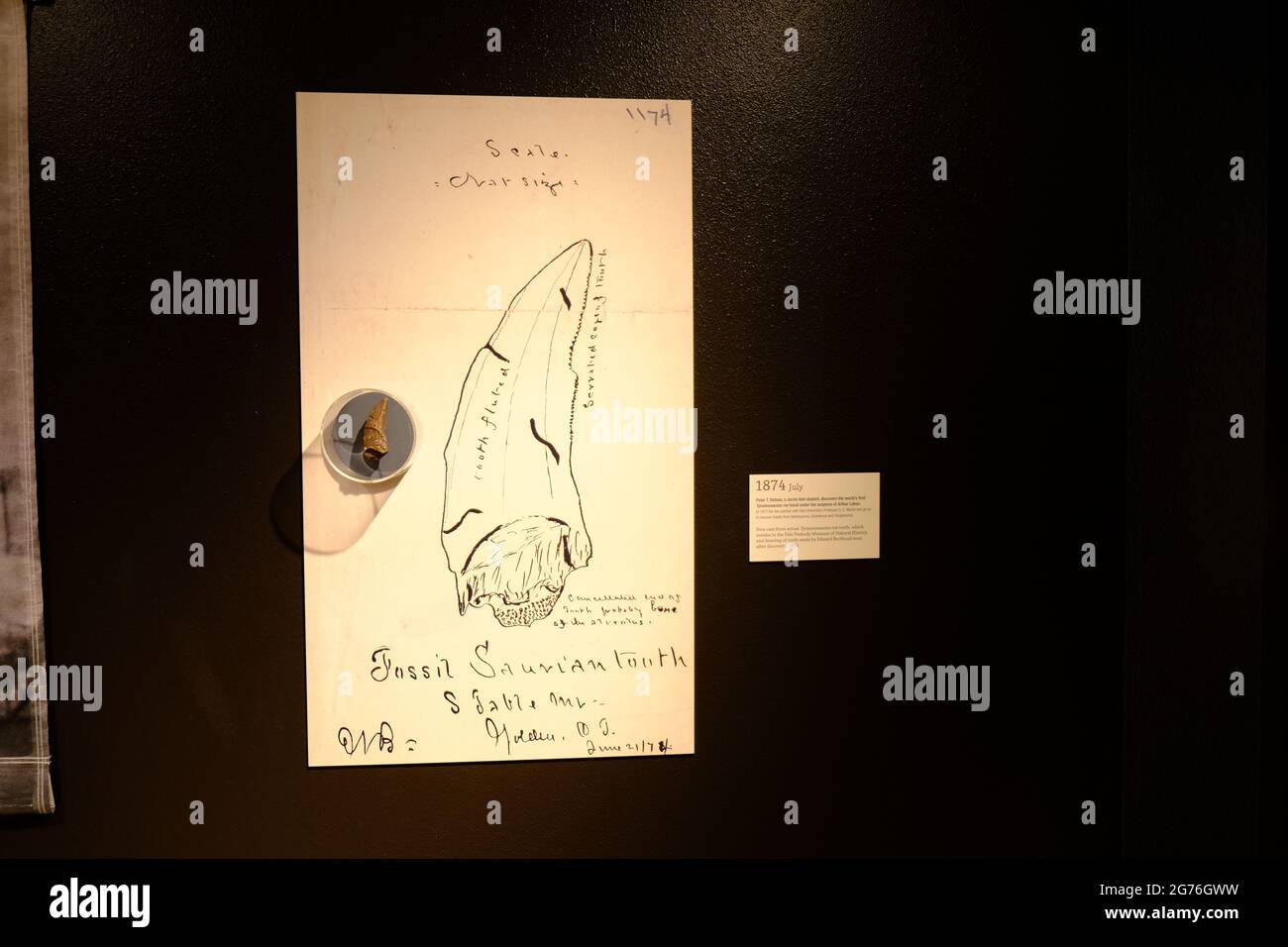 Mondi primo T-Rex Fossil scoperto 1874 Foto Stock
