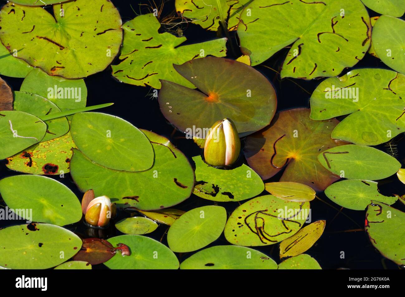 Ninfee d'acqua bianche in procinto di fiorire. Quebec, Canada. Foto Stock